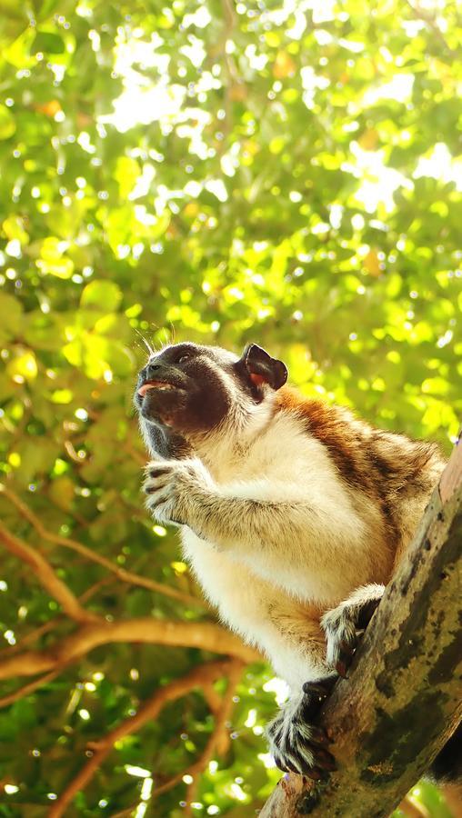 Hospedaje Pirata Express Capurganá エクステリア 写真
