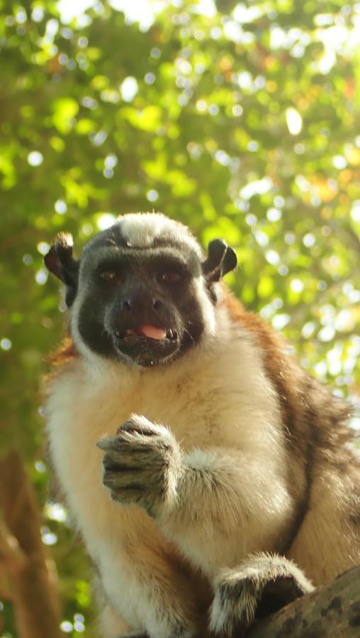 Hospedaje Pirata Express Capurganá エクステリア 写真