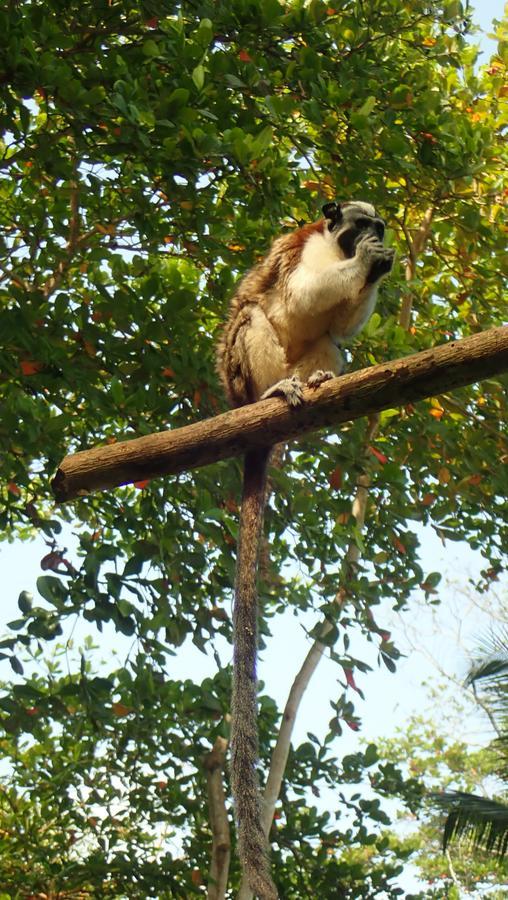 Hospedaje Pirata Express Capurganá エクステリア 写真